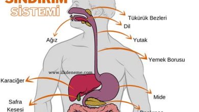 Sindirim Sistemi Sağlığı İçin En Faydalı Besinler ve Yemek Tarifleri