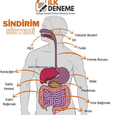 Sindirim Sistemi Sağlığı İçin En Faydalı Besinler ve Yemek Tarifleri